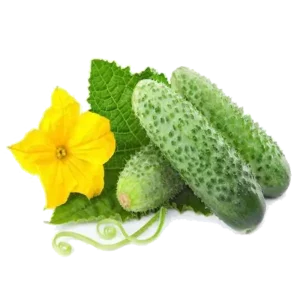 Cucumber wholesale