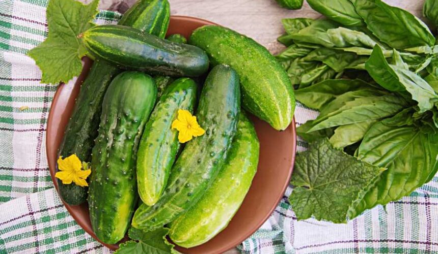 Iranian cucumber