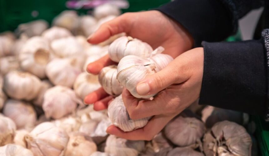 Garlic wholesale