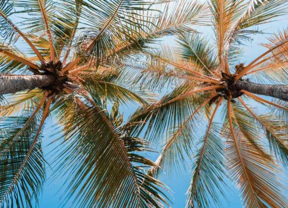 Medjool Palm