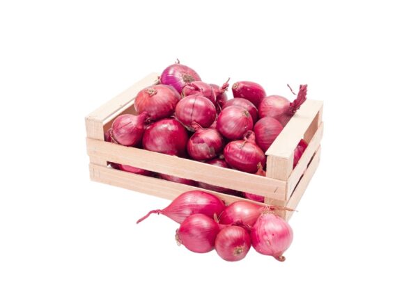 wholesale price onion