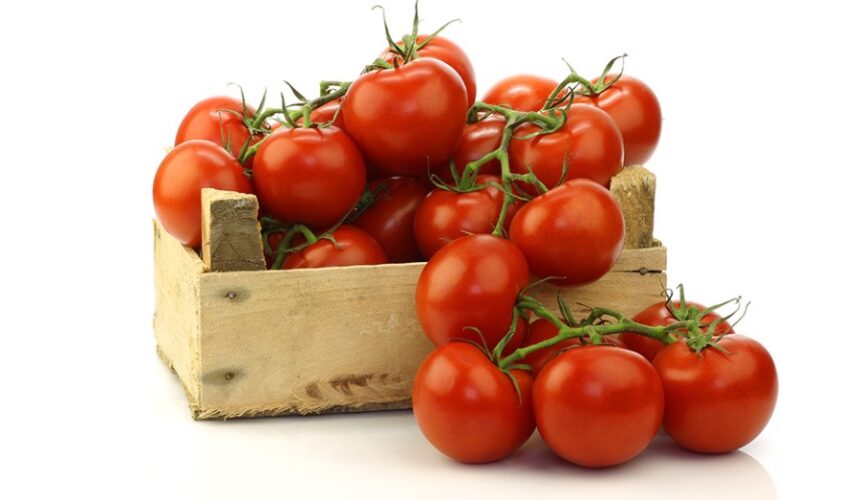 buy tomatoes in bulk